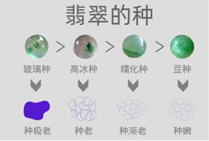 图2 种由右到左,种越来越老