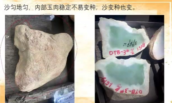 图15 皮壳均匀,不变种