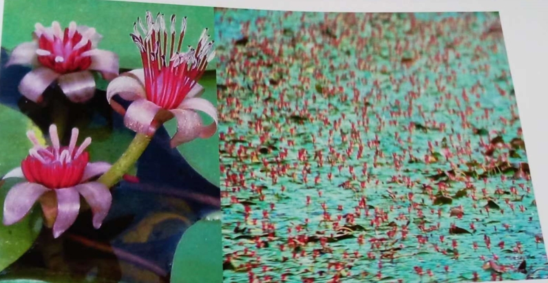 图25 莼花,即莼菜的花,其花瓣呈紫色、紫红色,与翡翠的紫色相似,用莼花比喻翡翠的紫色很贴切。