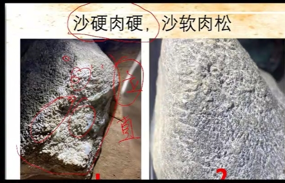 图4 左图砂立且数量多,种老,右图砂不是很立且数量少,种嫩