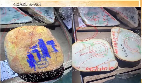 图3 无棱角,种嫩