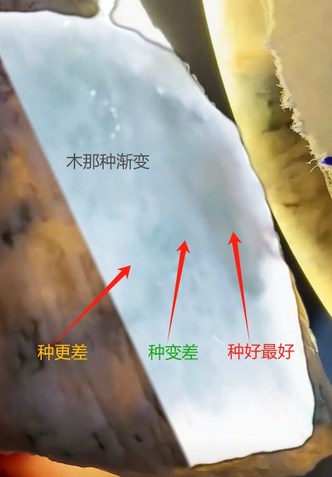 图1 木那渐变种